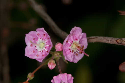 Kalmia carolina #5